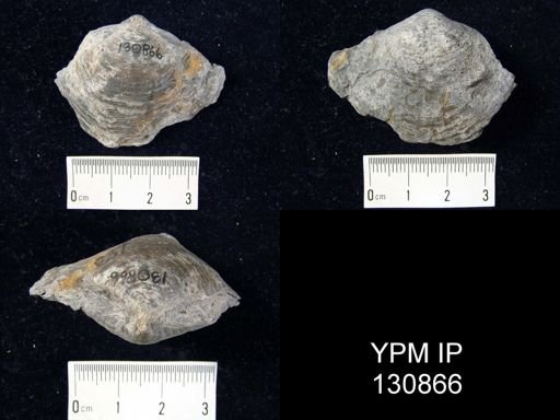 Athyris