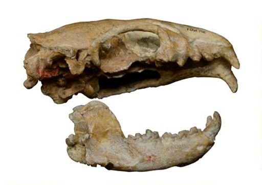 Oligobunis darbyi
