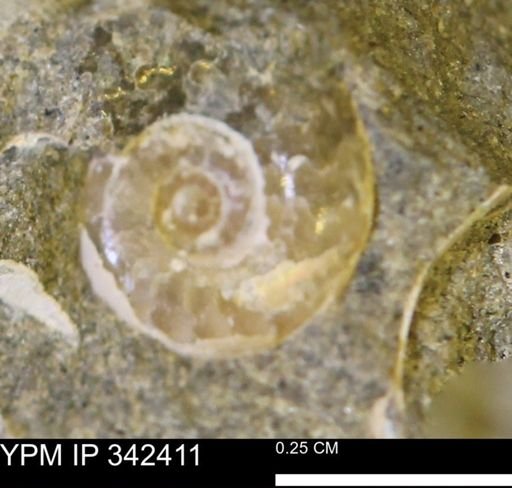 undet. Ammonoidea