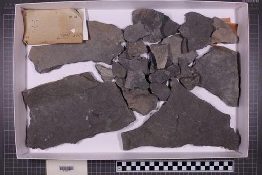 mixed taxa, stratigraphic collection