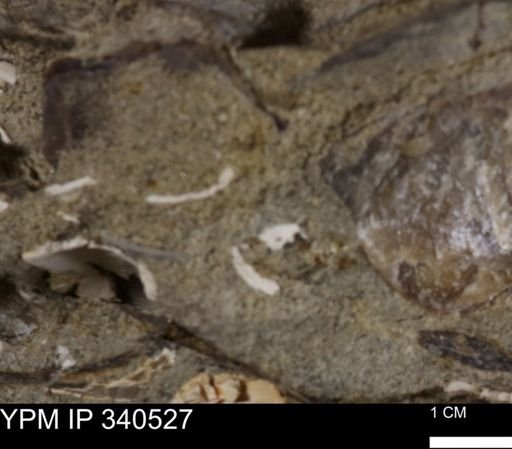 Ostrea glabra