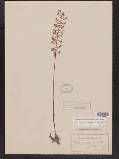 Tipularia discolor