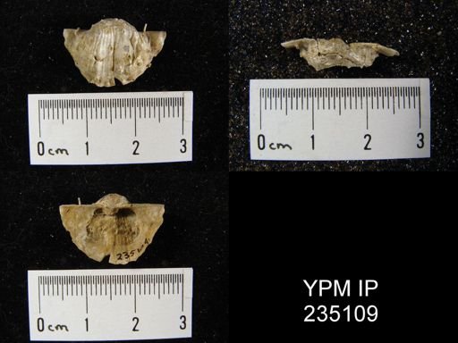 Marginifera hystricula