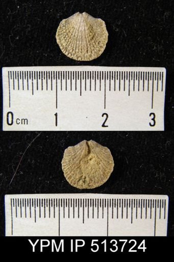 undet. Atrypidae