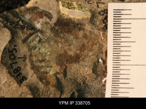 Protocardia subquadrata