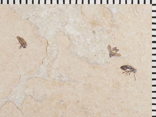 undet. Coleoptera