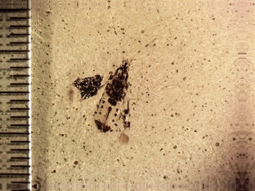 undet. Heteroptera