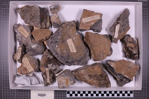 mixed taxa, stratigraphic collection