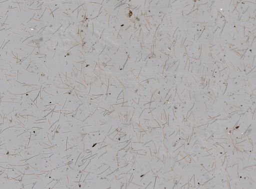 Axinella