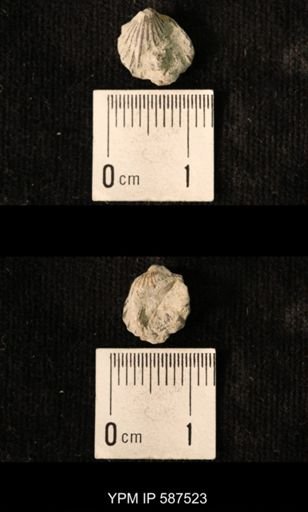 Camarotoechia whitei
