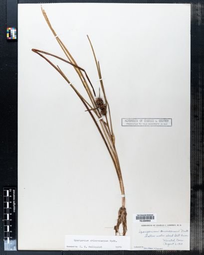 Sparganium chlorocarpum
