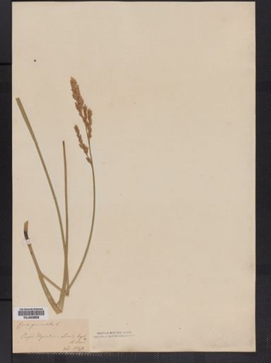 Carex