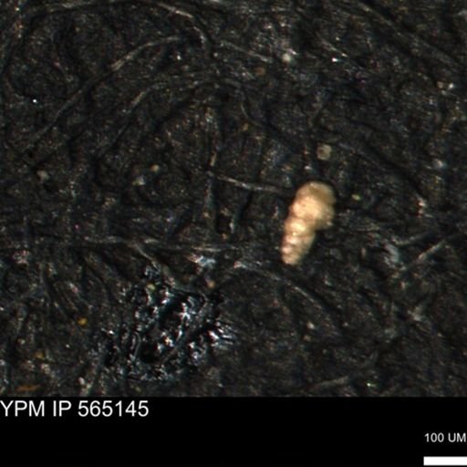 Verneuilinoides kansasensis