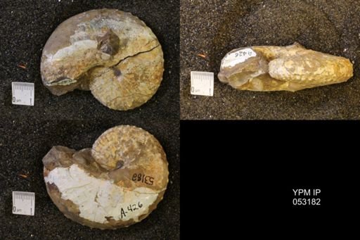 Discoscaphites conradi