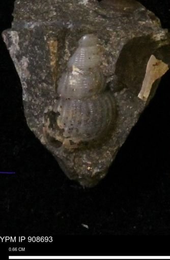 undet. Turritellidae