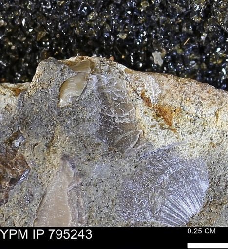 undet. Bivalvia