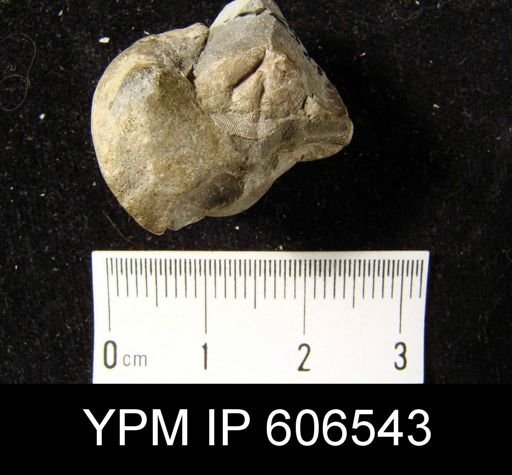 Schizocrania filosa