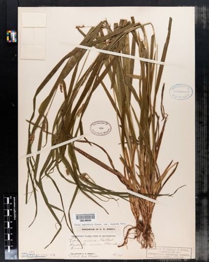 Carex amphibola