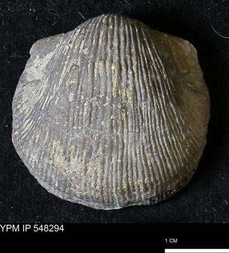 Stropheodonta subnavalis
