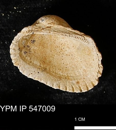 Scapharca transversa