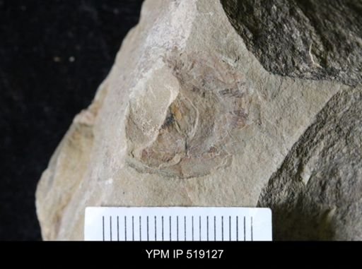 Microschedia sp.
