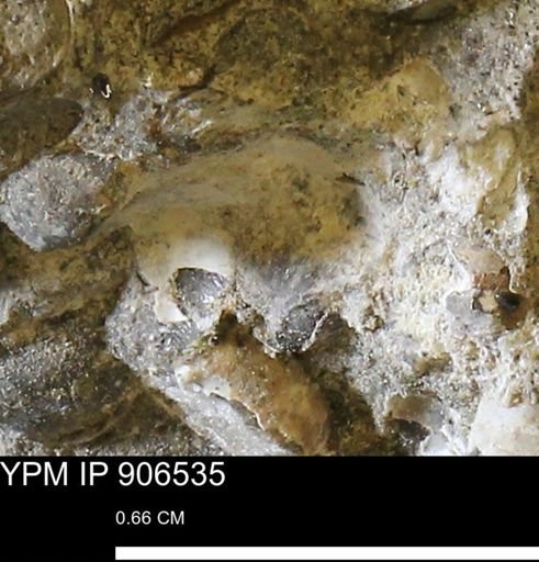 undet. Mollusca