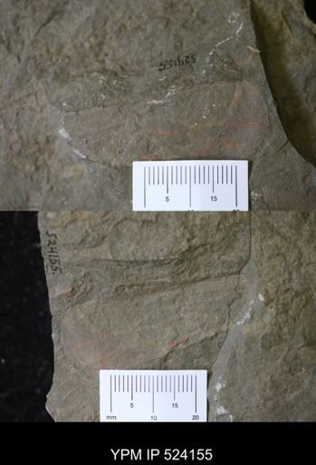 undet. Nautiloidea