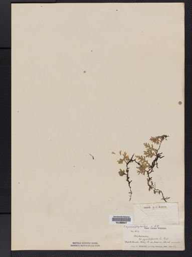 Trichomanes pyxidiferum