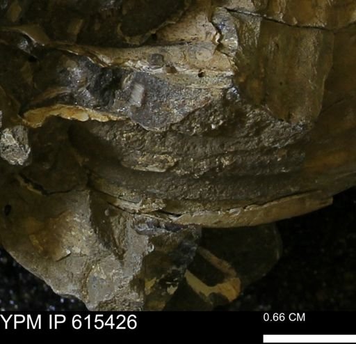 Inoceramus sp.