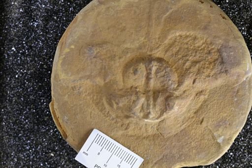 Euproops danae