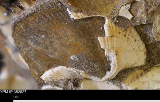 Parallelodon (Cosmetodon) sp.