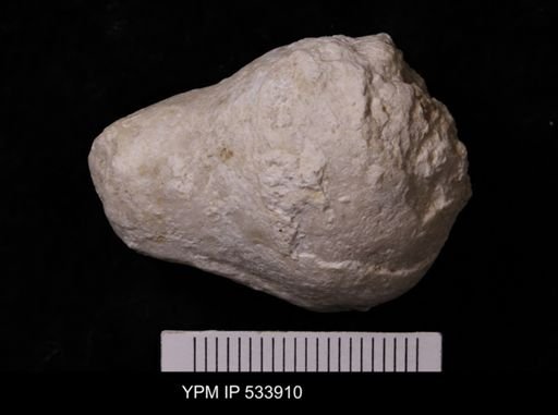 Siphonia?