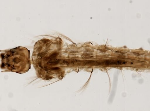 Anopheles
