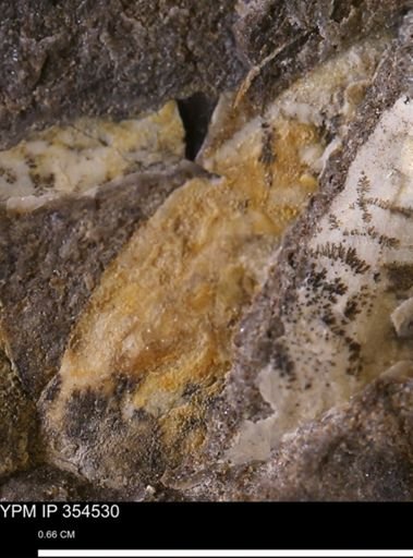 Pseudoptera subtortuosa