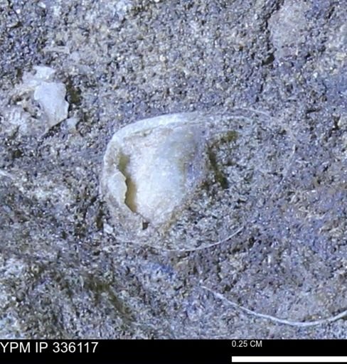 undet. Bivalvia