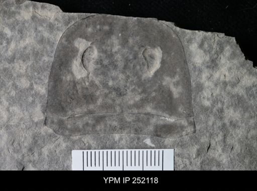 Eurypterus sp.