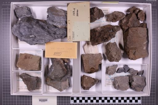 mixed taxa, stratigraphic collection