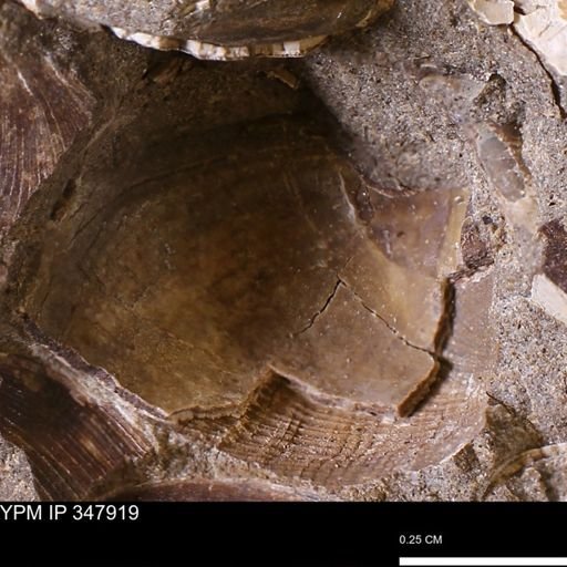 undet. Bivalvia