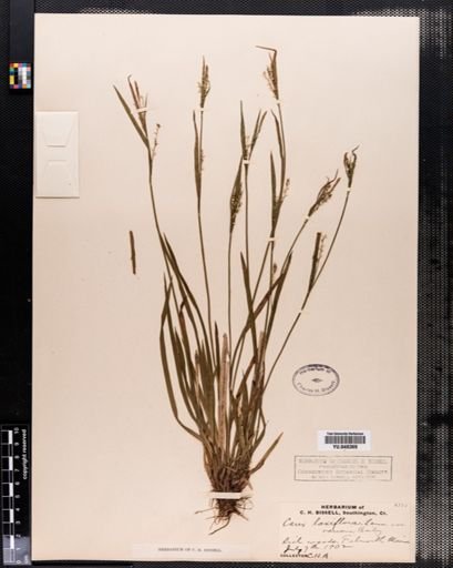 Carex laxiflora