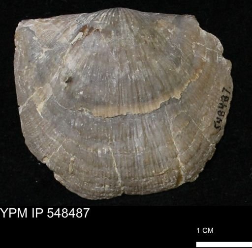 Stropheodonta callawayensis