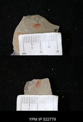 Chelicerata