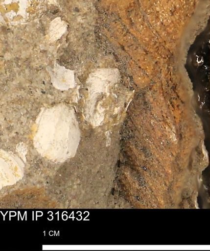 undet. Mollusca