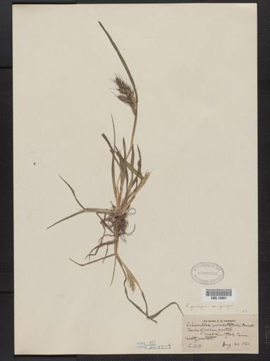 Echinochloa pungens