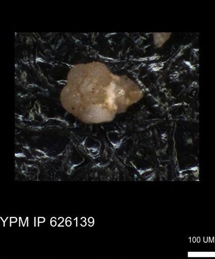 undet. Foraminiferida