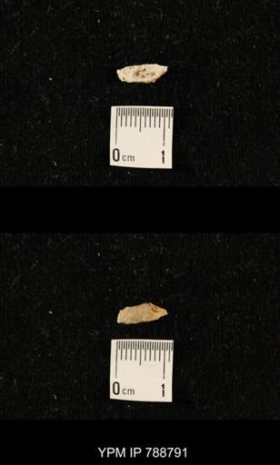 taxon undetermined