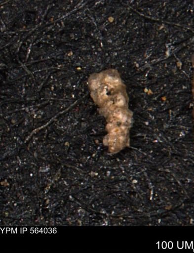 Verneuilinoides hectori