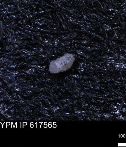 undet. Foraminiferida