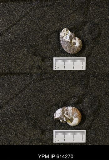 undet. Scaphitidae