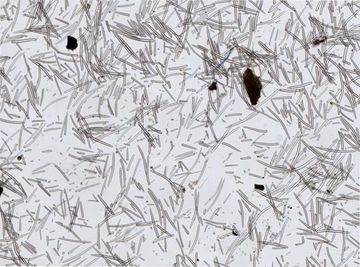 Axinella polycapella