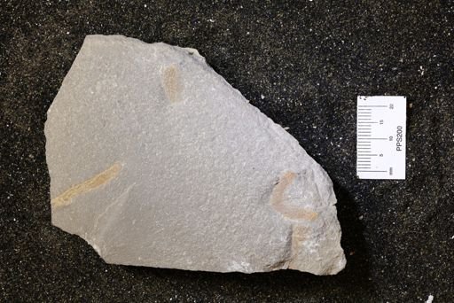 Bryozoa